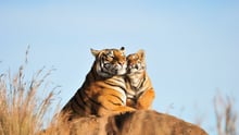 Tigermor og unge i naturen