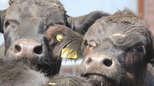 Kalve. Foto: Eurogroup for Animals