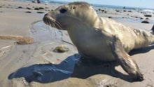 Tre sælunger er genudsat i havet