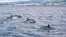 Delfinerne boltrer sig i havet i det hvalvenlige område - Whale Heritage Site - ved Azorerne