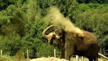 Den tidligere zoo-elefant får et fantastisk nyt liv i elefantreservatet Elephant Haven