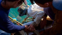 The world’s biggest navies must help stop vessels fishing illegally, and save animals - World Animal Protection - Sea Change