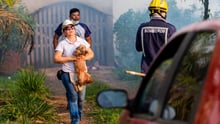 Dog being evacuated from a home in the Amazon rainforest close to a fire - World Animal Protection - Animals in disasters