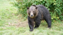 En af de reddede bjørne i Libearty bjørnereservat