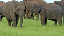 Elephants at national park in Sri Lanka - World Animal Protection - Wildlife. Not entertainers