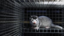 Sweden mink fur farm