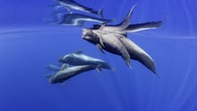Dolphins underwater at Whale Heritage Site Tenerife La Gomera - Francis Pérez