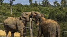 Gandhi og Delhis første møde uden hegn imellem. Foto: Elephant Haven
