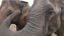 Gandhi og Delhis venskab blomstrer i elefantreservatet Elephant Haven
