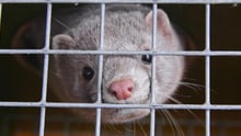 mink in cage