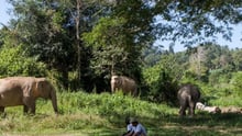 Boon Lott's Elephant Sanctuary