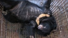 Hanoi bear breaks free of the bear bile industry
