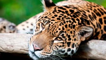 Close-up af jaguar med hovedet på gren