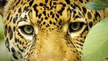Jaguar-øjne - fra dokumentaren Jaguar Spirit af Emi Kondo.