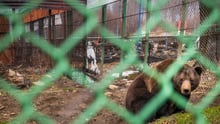 Baloo in a cage