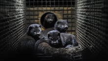 Minks in a cage at a mink farm in Sweden