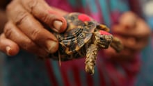 Indian Star tortoise in India