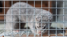 A mink in a small cage