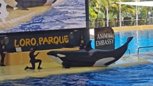Morgan optræder i spækhuggershowet i Loro Parque på Tenerife.
