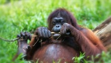 Orangutang ligger i græsset