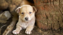 Puppy on Ambae Island in Vanuatu after the eruption of Ambae Volcano - Animals in disasters - World Animal Protection
