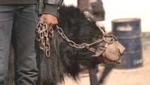 Rangila the bear with his owner when he was a dancing bear in Nepal - World Animal Protection - Animals in the wild