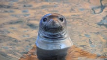 Seal in water