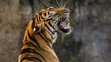Close-up af tiger