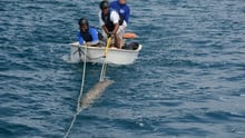 Spøgelsesnet, Tonga