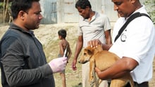Vaccinationsteamen når ut till landsbygden i Bangladesh