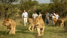Tourists walking with lions in South Africa - World Animal Protection - Wildlife. Not entertainers