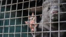 En mink i bur. Foto: Jo-Anne McArthur / Djurrattsalliansen / We Animals Media