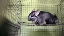 Chinchilla på pelsfarm i Ukraine, 2019. Foto: Andrew Skowron / We Animals Media