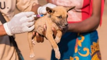En hvalp bliver vaccineret efter orkanen Freddy i Malawi