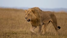 Wild lion in Kenya