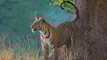tigers in mumbai zoo