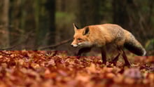 Ræv i efterårsskov