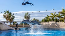 Delfinshow i Aqualand på Tenerife
