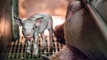 Pattegris står på tremmegulv ved siden af fikseret so. Foto: Jo-Anne McArthur / Essere Animali / We Animals Media