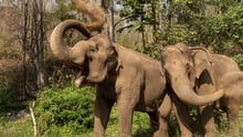 Elefanterne Mae Kam og Mae Dok støvbader i elefantreservatet Burm and Emily's Elephant Sanctuary