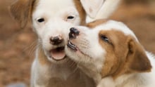 To glade hunde, der nusser