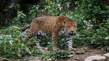 Jaguar i naturlige omgivelser i Bolivia