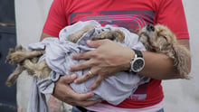 En ejer venter på at få dyrlægebehandling af sin hund efter et vulkanudbrud i Guatemala