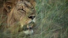 En hanløve i nationalpark i Zimbabwe