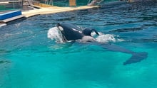 Spækhugger i Marineland i Frankrig