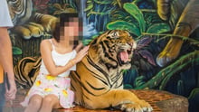 Turist poserer med tiger foran kameraet.