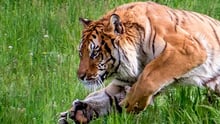 Tiger i spring