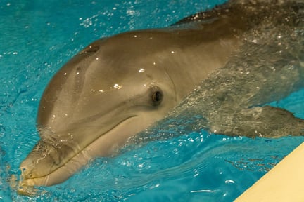 Close-up af delfin i Kolmårdens delfinarium