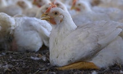 Broiler chicken