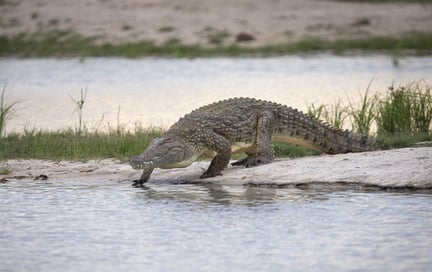A wild crocodile at Hwange National Park, Zimbabwe.